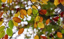 Защо листата променят цвета си през есента