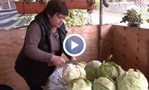 Кои грешки да избягваме при направата на кисело зеле