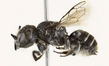 Учени откриха пчела с „дяволски“ рога