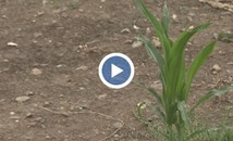 Земеделци сеят нивите без да орат, за да запазят влагата в почвата