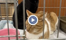 Спасени котки търсят дом чрез изложба в Русе