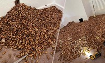 Семейство откри 300 килограма жълъди в стените на дома си в Калифорния