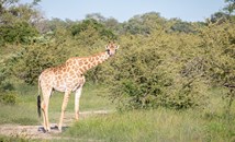 Учени разкриха защо жирафите имат толкова дълги крака