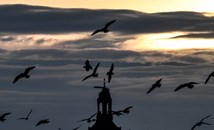 Климатът променя пътищата на птиците над България