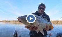 Есенен риболов на шаран в река Дунав