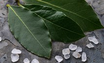 Дафиновите листа - суперхраната на боговете