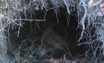 Мечките в Белица заспиват зимен сън