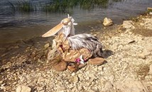 "Русчук Сребрйски" покори националния етап в международен екологичен конкурс