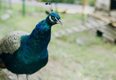 БАБХ наложи 3 километрова предпазна зона в община Минерални баниОгнище на