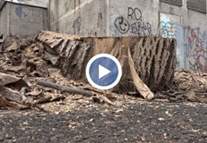 Кореновата система на растенията е била увредена при ремонтни дейности