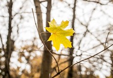 Дневните температури ще паднат до 10 градусаДо края на ноември