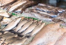 Търговците в Бургас предлагат пресен сафрид и шаран на достъпни