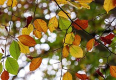 Химията на процеса е известна но учените все още спорят