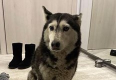 Случаят с евтаназираното куче Мая предизвика вълна от обществено недоволство