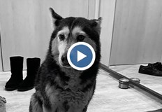 Живущи в София се събраха на протест срещу жестокосттаОгромно обществено