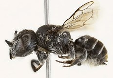 Нарекоха я Megachile lucifer заради необичайния ѝ видНов местен вид