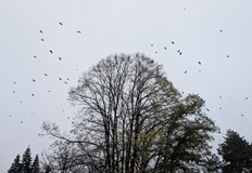 Температурите остават необичайно високи за ноември стигайки до 22 градусаДинамично