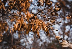 Сезонът традиционно е с условия за мъгливи предиобеди в котловините