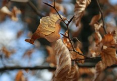 Температурите достигат 22 градуса в Източна България преди рязкото застудяванеОпасно