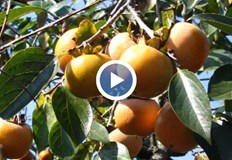 Екзотичният сорт вирее успешно в града въпреки по суровия климат в