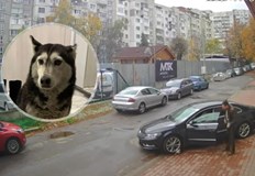 Мъжът прегази животното в квартал Разсадника Софийска районна прокуратура образува досъдебно