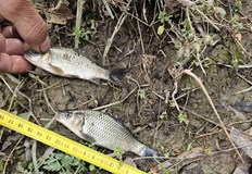 ИАРА – Русе хвана рибари с маломерна риба край БялаСлужители