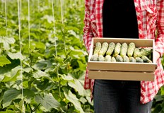 Русенска делегация проучи опита на високотехнологична оранжерия в ГюргевоВъзможностите за