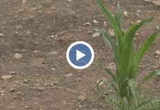 Консервационното земеделие вдига добивите въпреки дългите периоди на сушаСушата в