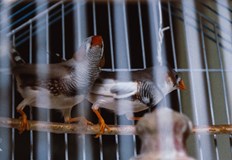 Вирусът убива и здрави хора а човечеството няма изграден имунитет