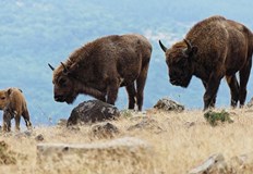 Животните идват от Женда кметът Иван Паунов успокоява местнитеЕвропейски бизони