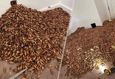 Служител на фирма за борба с вредители откри лавината в