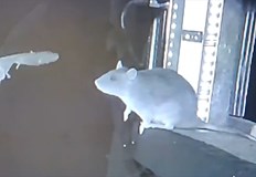 Изследване в Германия разкрива неочакван ловен инстинкт при инвазивни норвежки