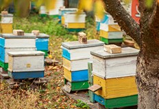 Сушата и топлите зими объркват цикъла на пчелите и водят