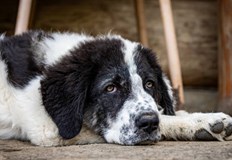 Жена подаде сигнал в полицията след инцидента при разходка с