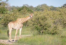 Новото изследване показва че дългите крака спестяват 5 от енергията