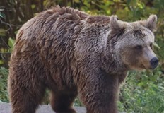 Хибернацията може да бъде прекъсната за минути при заплахаНад 10