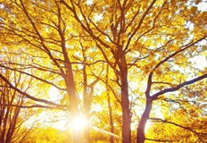 НИМХ отчете температурни аномалии и бедствено положение в Югозападна България