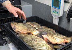 Инспектори влизат в магазини и складове следят за произхода и