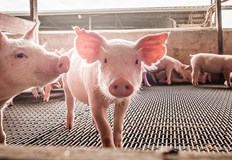 Драгомир Драганов уверява че за български стопанства няма опасност дезинфекцията