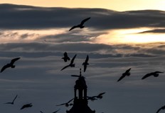 Миграционните маршрути се изместват заради по топли температури и променени ветровеМиграционните