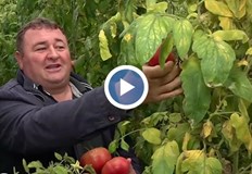 Цените на зеленчуците скачат догодина очаква се масов внос от