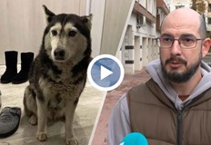 Прокуратурата разследва лекар от ВМА за прегазеното кучеСофийската районна прокуратура