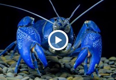 Климатът и войната прогониха паламуда от Черно мореХарактерните за есенно зимния