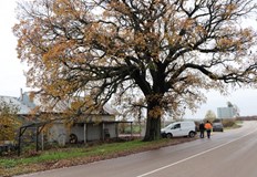 Дървото край Старо село е в отлично здраве и с