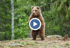 Има множество сигнали за появата на хищниците в района на