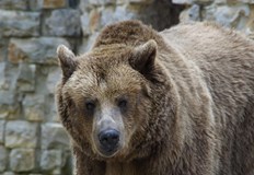 Трима министри подписаха протокол за действие след зачестилите набезиДържавата въвежда