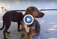 Малката бездомница от приюта в Каменар ще участва в постановката