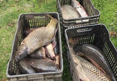 Инспектори откриха близо 50 килограма риба в бял пикап край