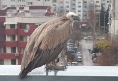 Птицата е отлетяла преди екоинспекторите да успеят да я заловят