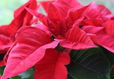 Експертите съветват как да запазим красивото растение и да създадем